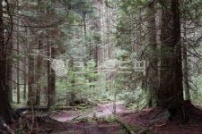 나무, 자연, 숲속, 산책, 숲속길, 사진,이미지,일러스트,캘리그라피 - NatureLover작가 크라우드픽 - 저작권 걱정 없는 상업용 이미지