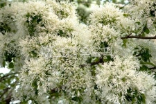 봄, 5월, 이팝꽃, 하얀꽃, 꽃잎, 사진,이미지,일러스트,캘리그라피 - irum작가 크라우드픽 - 저작권 걱정 없는 상업용 이미지