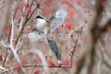 동물, bird, 새, 산까치, 산수유, 사진,이미지,일러스트,캘리그라피 - 연달래작가 크라우드픽 - 저작권 걱정 없는 상업용 이미지