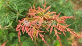 leaf, 잎, tree, 나무, maple, 사진,이미지,일러스트,캘리그라피 - 카산작가 크라우드픽 - 저작권 걱정 없는 상업용 이미지