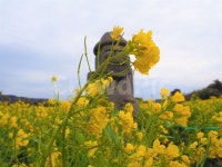 제주도, 제주, 유채꽃, 돌하르방, 제주사진, 사진,이미지,일러스트,캘리그라피 - PhotoByKykc작가 크라우드픽 - 저작권 걱정 없는 상업용 이미지