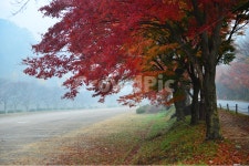 전남, 백양사가을, 장성, 백양사, tree, 사진,이미지,일러스트,캘리그라피 - 영산공작가 크라우드픽 - 저작권 걱정 없는 상업용 이미지