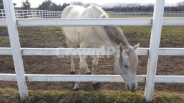 제주도목장, 백마, horse, 말, 초원, 사진,이미지,일러스트,캘리그라피 - 기쁨가득작가 크라우드픽 - 저작권 걱정 없는 상업용 이미지