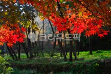 가을, autumn, 단풍, maple, 낙엽, 사진,이미지,일러스트,캘리그라피 - 고운경작가 크라우드픽 - 저작권 걱정 없는 상업용 이미지