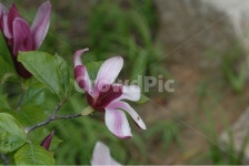 식물, 꽃, flower, 나무, 목련, 사진,이미지,일러스트,캘리그라피 - 하눌타리작가 크라우드픽 - 저작권 걱정 없는 상업용 이미지