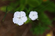 패랭이꽃, 꽃, 식물, 공원, 자연, 사진,이미지,일러스트,캘리그라피 - 함께사는세상작가 크라우드픽 - 저작권 걱정 없는 상업용 이미지