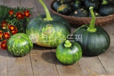 plant, 식물, 가을, 호박, pumpkin, 사진,이미지,일러스트,캘리그라피 - N1231haeng작가 크라우드픽 - 저작권 걱정 없는 상업용 이미지