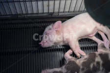 돼지, 아기돼지, pig, minipig, 핑크돼지, 사진,이미지,일러스트,캘리그라피 - 푸른사막작가 크라우드픽 - 저작권 걱정 없는 상업용 이미지