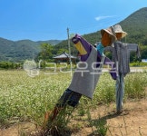 농촌, 허수아비, 가을, 꽃, 밭, 사진,이미지,일러스트,캘리그라피 - 트래블러DNA작가 크라우드픽 - 저작권 걱정 없는 상업용 이미지