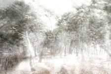 소나무, 눈꽃, 소나무설경, 솔숲, 설화, 사진,이미지,일러스트,캘리그라피 - 조하운해작가 크라우드픽 - 저작권 걱정 없는 상업용 이미지