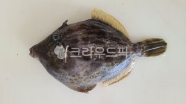 피제이고기와생선의끝판왕 | 쥐치, 쥐고기, fish, 생선, 물고기, 사진,이미지,일러스트,캘리그라피 - Ban Kim작가 크라우드픽 - 저작권 걱정 없는 상업용 이미지