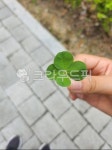네잎크로바, 크로바, leaf, 잎, finger, 사진,이미지,일러스트,캘리그라피 - 남해3작가 크라우드픽 - 저작권 걱정 없는 상업용 이미지