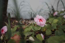 blossom, 꽃, flower, 식물, plant, 사진,이미지,일러스트,캘리그라피 - Yeoreum작가 크라우드픽 - 저작권 걱정 없는 상업용 이미지