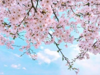 한국, 여의도, 한강공원, 4월, 벚꽃, 사진,이미지,일러스트,캘리그라피 - LJ작가 크라우드픽 - 저작권 걱정 없는 상업용 이미지