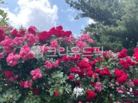 꽃, 꽃잎, 달리아, 장미, 정원, 사진,이미지,일러스트,캘리그라피 - 나미요미작가 크라우드픽 - 저작권 걱정 없는 상업용 이미지