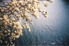 목련, 경주, plant, 식물, flower, 사진,이미지,일러스트,캘리그라피 - Nlomooo작가 크라우드픽 - 저작권 걱정 없는 상업용 이미지