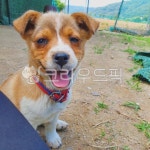 강아지, 개, 시골개, 시고르자브종, 시골잡종, 사진,이미지,일러스트,캘리그라피 - 하늘을바라보는작가 크라우드픽 - 저작권 걱정 없는 상업용 이미지