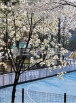 꽃, flower, 목련, 인라인스케이트장, 보라매공원, 사진,이미지,일러스트,캘리그라피 - 편의점커피작가 크라우드픽 - 저작권 걱정 없는 상업용... 