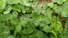 세잎클로버, 클로버, 잎, 식물, 연두색, 사진,이미지,일러스트,캘리그라피 - newsun작가 크라우드픽 - 저작권 걱정 없는 상업용 이미지