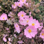 꽃, blossom, flower, plant, 식물, 사진,이미지,일러스트,캘리그라피 - 사공오팬트리작가 크라우드픽 - 저작권 걱정 없는 상업용 이미지