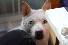 진돗개, 진도견, 백구, 반려견, 애완견, 사진,이미지,일러스트,캘리그라피 - 다정금지작가 크라우드픽 - 저작권 걱정 없는 상업용 이미지