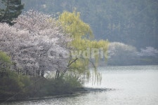 벚꽃, 울산, 봄, 선암호수공원, 꽃, 사진,이미지,일러스트,캘리그라피 - 2Fe0작가 크라우드픽 - 저작권 걱정 없는 상업용 이미지