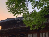 덕수궁, 궁, 궁궐, 노을, 한옥, 사진,이미지,일러스트,캘리그라피 - Nsms001230작가 크라우드픽 - 저작권 걱정 없는 상업용 이미지