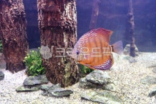 물고기, 수족관, 어항, 반려물고기, 엔젤피시, 사진,이미지,일러스트,캘리그라피 - LWGENIE작가 크라우드픽 - 저작권 걱정 없는 상업용 이미지