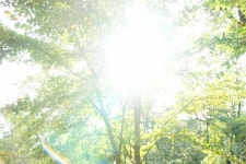 나무, 빛, 숲, 숲속, 희망, 사진,이미지,일러스트,캘리그라피 - 비튤립작가 크라우드픽 - 저작권 걱정 없는 상업용 이미지