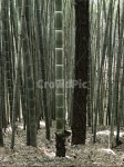 대나무, 왕대나무, 대, 죽, 자연, 사진,이미지,일러스트,캘리그라피 - YOUME작가 크라우드픽 - 저작권 걱정 없는 상업용 이미지
