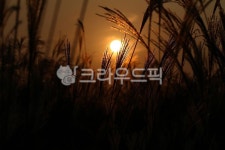억새, 가을, 노을, 꽃, 자연, 사진,이미지,일러스트,캘리그라피 - Chul2작가 크라우드픽 - 저작권 걱정 없는 상업용 이미지