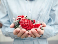 식물, 사람, 두손꽃, 꽃, 장미, 사진,이미지,일러스트,캘리그라피 - soft L photo작가 크라우드픽 - 저작권 걱정 없는 상업용 이미지