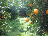 한라봉, 농장, 한라봉농장, 햇살, jejuorange, 사진,이미지,일러스트,캘리그라피 - 그린시드작가 크라우드픽 - 저작권 걱정 없는 상업용 이미지