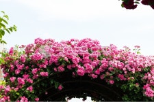 outdoors, garden, 정원, 옥외, 장미, 사진,이미지,일러스트,캘리그라피 - 소현사랑작가 크라우드픽 - 저작권 걱정 없는 상업용 이미지