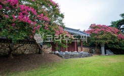 자연, 풍경, 경치, 포충사, 배롱나무꽃, 사진,이미지,일러스트,캘리그라피 - 서은작가 크라우드픽 - 저작권 걱정 없는 상업용 이미지