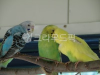 animal, 잉꼬, 동물, parrot, 앵무새, 사진,이미지,일러스트,캘리그라피 - q1max작가 크라우드픽 - 저작권 걱정 없는 상업용 이미지