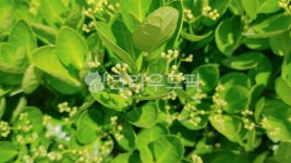 plant, 식물, 초록잎, 푸릇푸릇, 5월초록잎, 사진,이미지,일러스트,캘리그라피 - 다다맘스작가 크라우드픽 - 저작권 걱정 없는 상업용 이미지