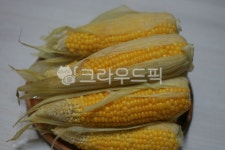 옥수수, corn, food, 음식, 노란옥수수, 사진,이미지,일러스트,캘리그라피 - 소유함짱작가 크라우드픽 - 저작권 걱정 없는 상업용 이미지