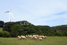 목장, 삼양목장, 양, 풍력, 여행, 사진,이미지,일러스트,캘리그라피 - 쏠라C작가 크라우드픽 - 저작권 걱정 없는 상업용 이미지