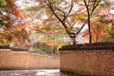 한국, 궁궐, 창덕궁, 비원, 돌담, 사진,이미지,일러스트,캘리그라피 - 감성담다작가 크라우드픽 - 저작권 걱정 없는 상업용 이미지