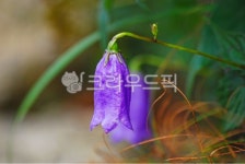 금강초롱, 멸종위기식물, 고산야생화, 고산식물, 산야초, 사진,이미지,일러스트,캘리그라피 - space작가 크라우드픽 - 저작권 걱정 없는 상업용... 