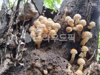 땅비늘, 침비늘, 비늘버섯속, 버섯, 스머프집, 사진,이미지,일러스트,캘리그라피 - 자연과벗삼아작가 크라우드픽 - 저작권 걱정 없는 상업용 이미지