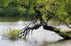 저수지, 연못, 방죽골, 물, 나무, 사진,이미지,일러스트,캘리그라피 - leekom작가 크라우드픽 - 저작권 걱정 없는 상업용 이미지