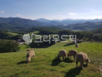 양, 목장, 목초지, nature, 자연, 사진,이미지,일러스트,캘리그라피 - 청운의꿈작가 크라우드픽 - 저작권 걱정 없는 상업용 이미지