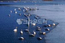 bird, 새, 고니, 조류, aswan, 사진,이미지,일러스트,캘리그라피 - East Na작가 크라우드픽 - 저작권 걱정 없는 상업용 이미지