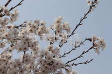 flower, 꽃, cherryblossom, 벚꽃, sky, 사진,이미지,일러스트,캘리그라피 - dramaqueenmk작가 크라우드픽 - 저작권 걱정 없는 상업용... 