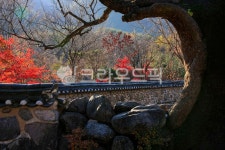 가을, autumn, 단풍, maple, 잎, 사진,이미지,일러스트,캘리그라피 - 고운경작가 크라우드픽 - 저작권 걱정 없는 상업용 이미지