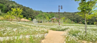 정읍, 정촌가요, 꽃, 자연, 정원, 사진,이미지,일러스트,캘리그라피 - 박반장작가 크라우드픽 - 저작권 걱정 없는 상업용 이미지