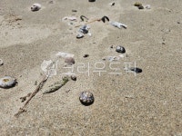 조개껍질, 바닷가, 모래사장, 조개, 자연, 사진,이미지,일러스트,캘리그라피 - donking작가 크라우드픽 - 저작권 걱정 없는 상업용 이미지