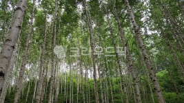 tree, 나무, vegetation, 작은숲, 자연, 사진,이미지,일러스트,캘리그라피 - paranghanul작가 크라우드픽 - 저작권 걱정 없는 상업용 이미지